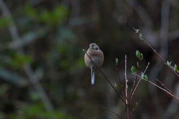 Siberian Long-tailed Rosefinch いつもの林道 Mon, 4/9/2018