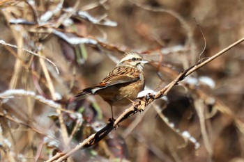 2023年1月28日(土) 早戸川林道の野鳥観察記録