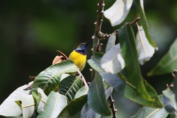 Ornate Sunbird ミンダナオ島 Sat, 3/17/2018