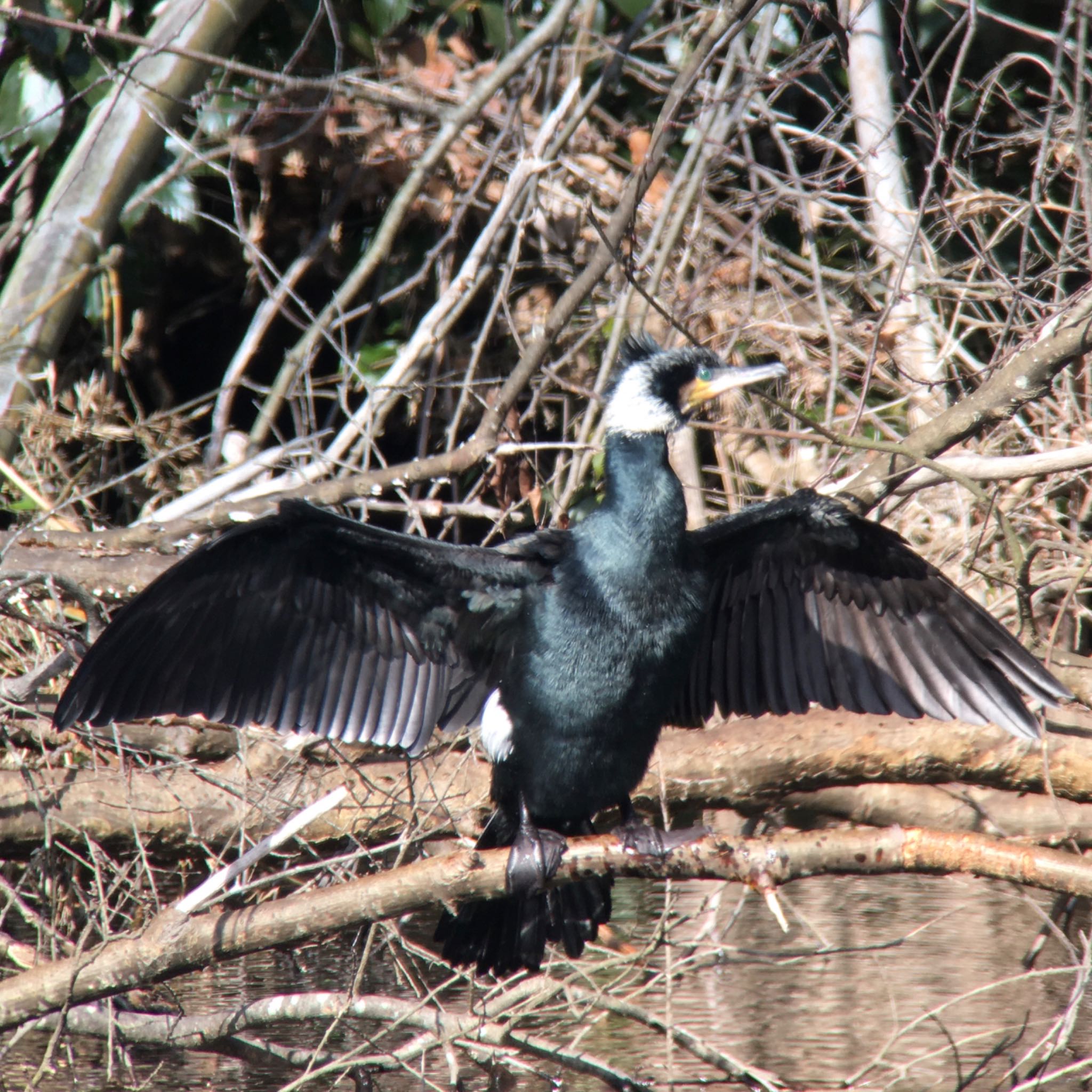 生駒市小平尾町 カワウの写真