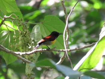 Ornate Sunbird ミンダナオ島 Sat, 3/17/2018