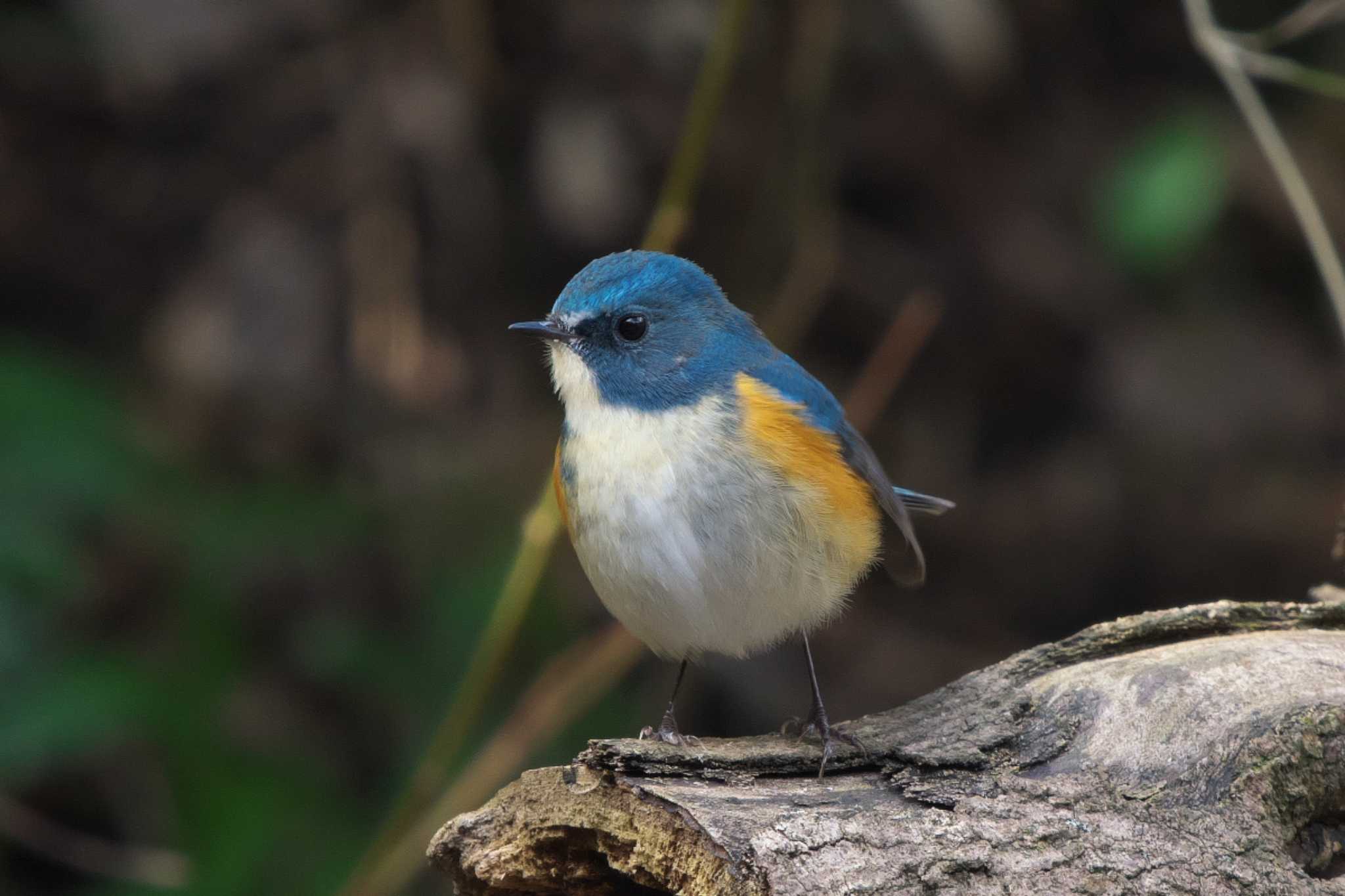 Photo of Red-flanked Bluetail at 池子の森自然公園 by Y. Watanabe