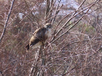 2023年1月29日(日) 多摩川の野鳥観察記録