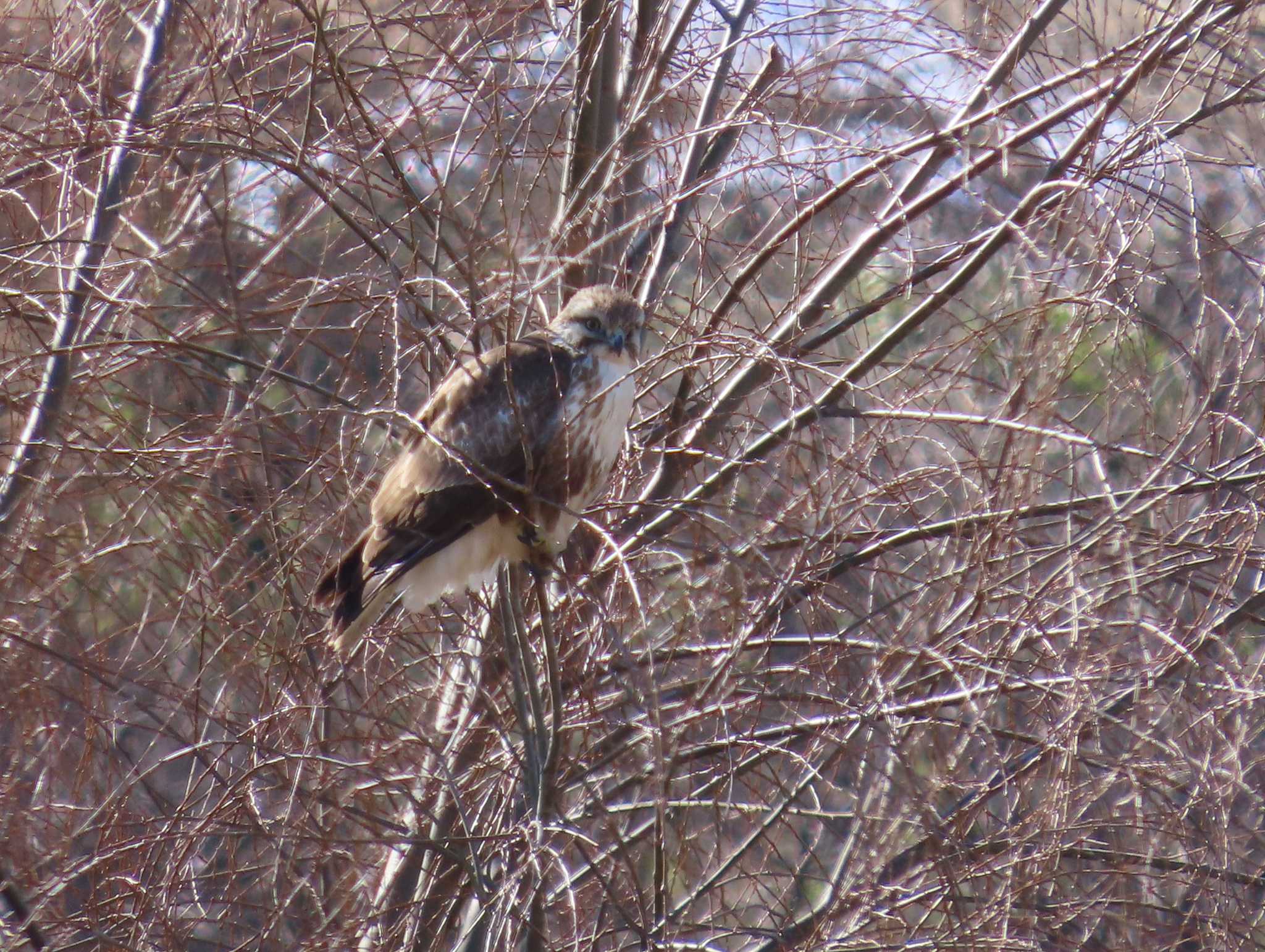 Eastern Buzzard