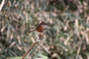 Bull-headed Shrike Higashitakane Forest park Sun, 1/29/2023