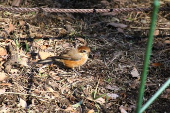 2023年1月29日(日) 東高根森林公園の野鳥観察記録