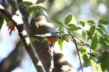 Varied Tit Higashitakane Forest park Sun, 1/29/2023