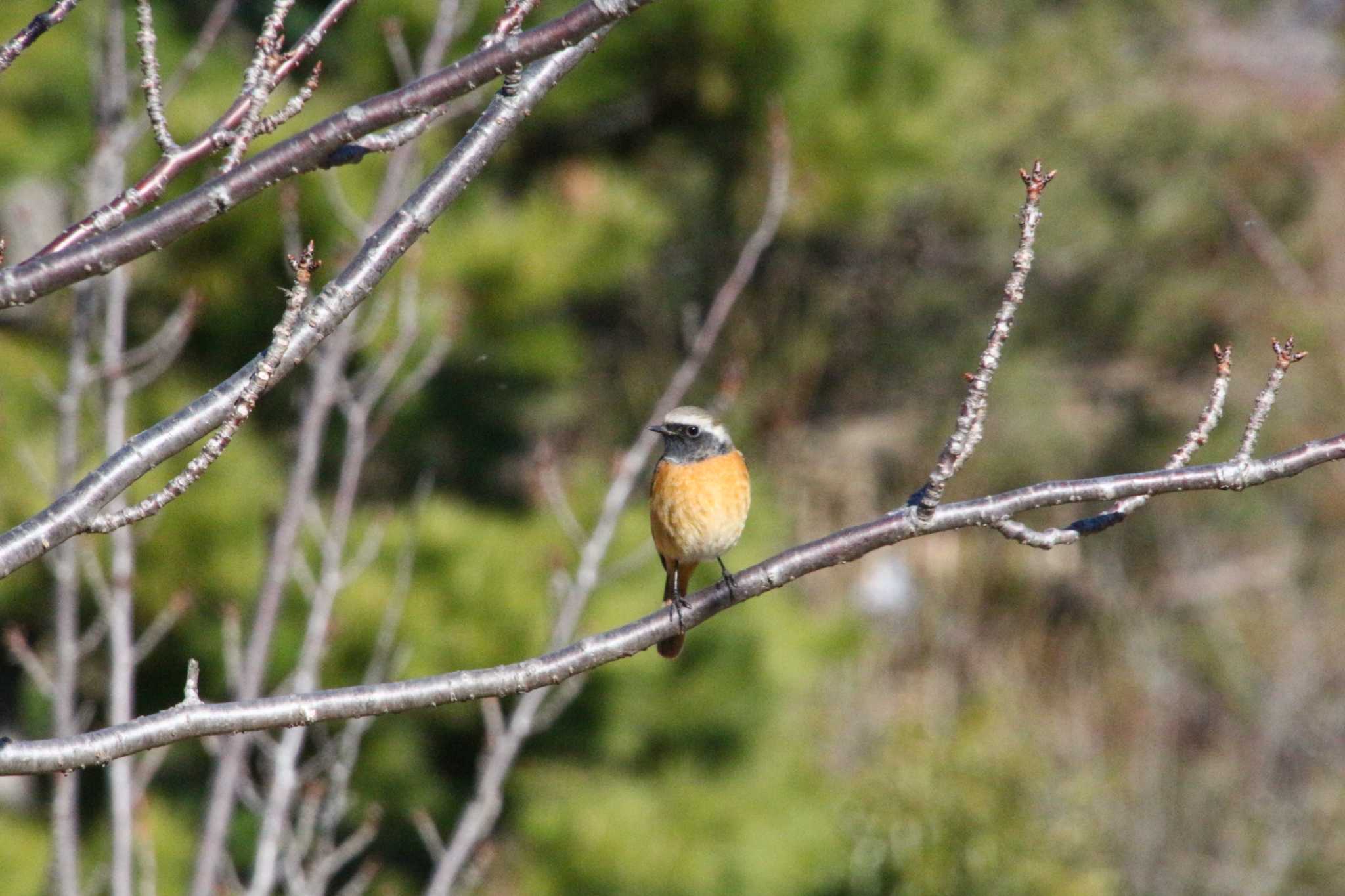 Daurian Redstart