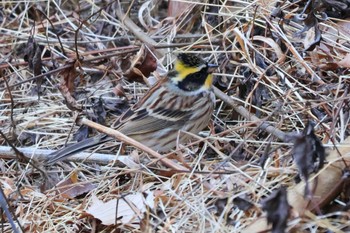 Yellow-throated Bunting 多摩森林科学園 Thu, 1/26/2023