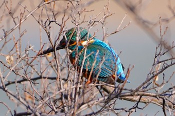 Common Kingfisher 万代池 Sun, 1/29/2023