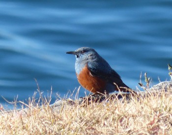 Blue Rock Thrush お台場海浜公園 Sat, 1/28/2023