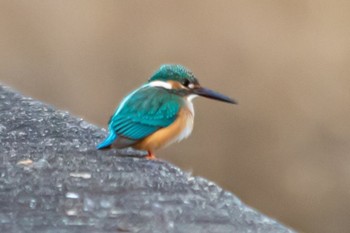 Common Kingfisher 山口県下松市末武川 Sun, 1/29/2023