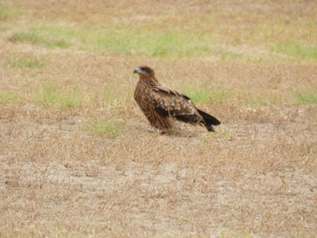 トビ 葛西海浜公園 2022年10月19日(水)