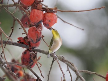 メジロ 富山県中央植物園 2023年1月29日(日)