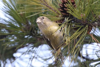 Red Crossbill 北海道 函館市 東山 Mon, 4/9/2018