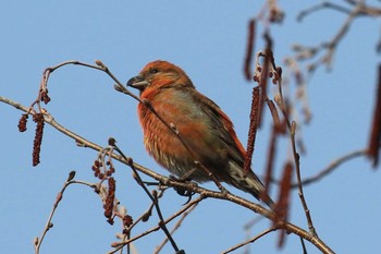 Red Crossbill 北海道 函館市 東山 Mon, 4/9/2018