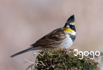 Yellow-throated Bunting 北関東 Thu, 12/29/2022