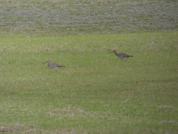 チュウシャクシギ 葛西海浜公園 2022年4月27日(水)