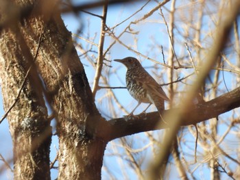 White's Thrush 武田の杜 Sat, 12/31/2022