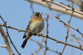 Brambling 北海道 函館市 東山 Mon, 4/9/2018