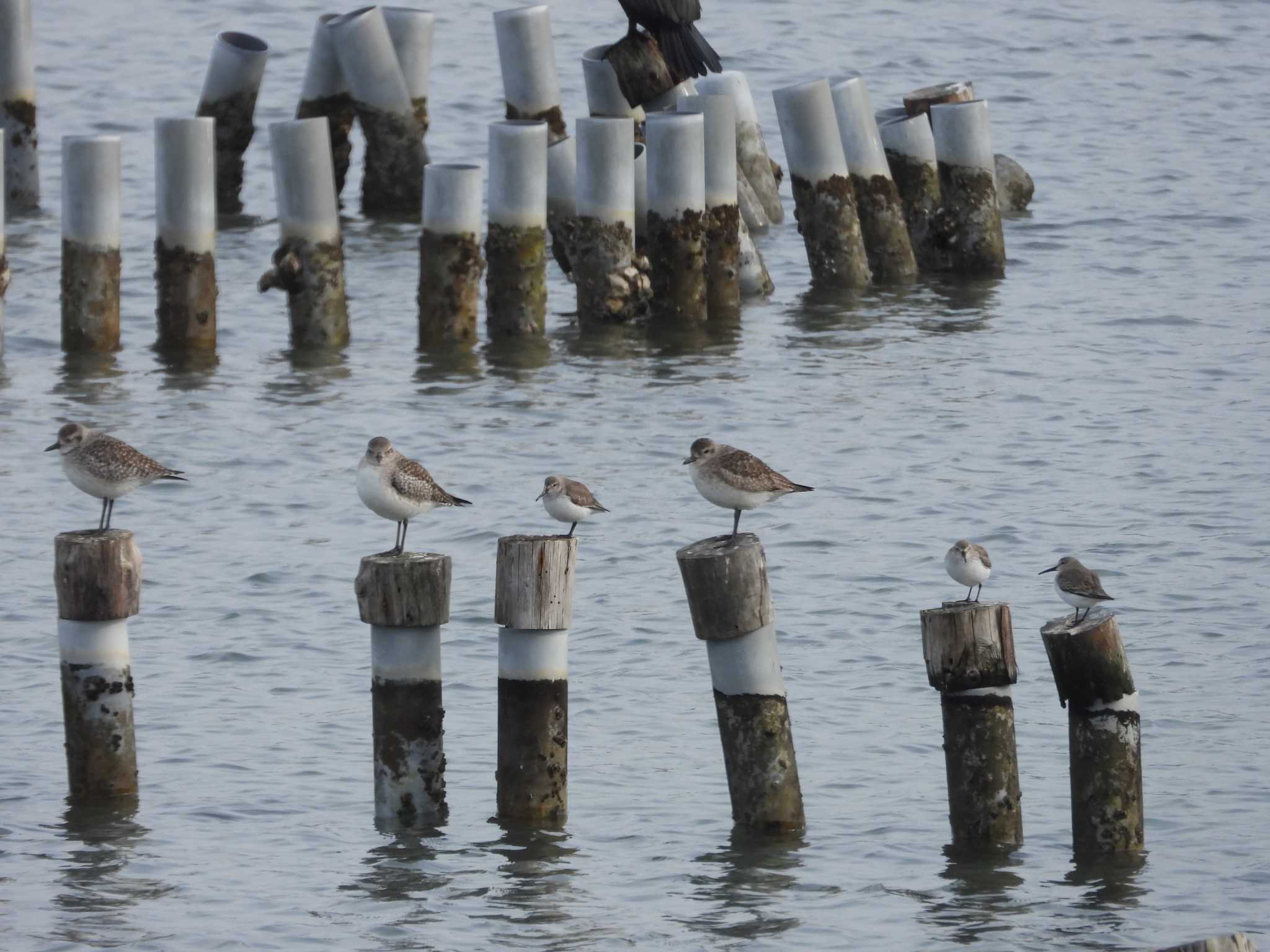 Dunlin