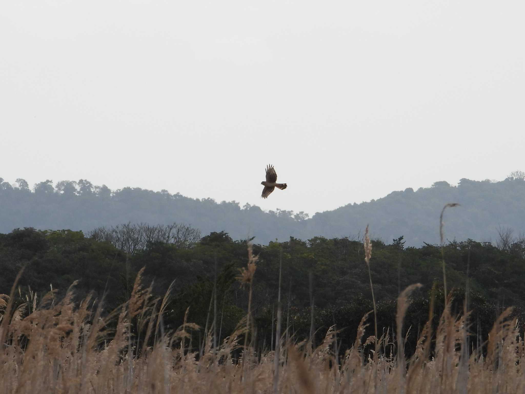 Photo of Hen Harrier at 山口県立きらら浜自然観察公園 by アカウント6488