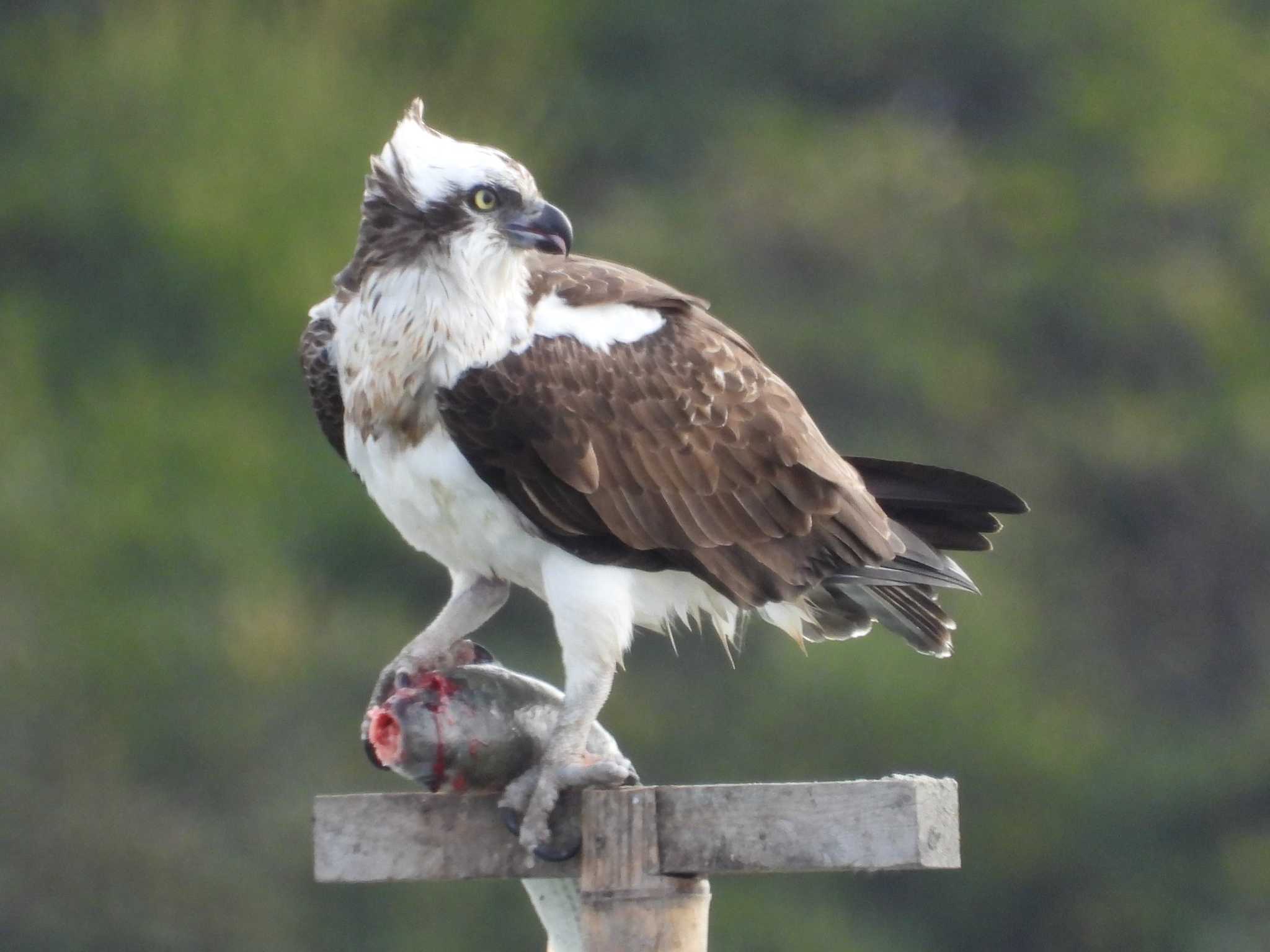 Osprey