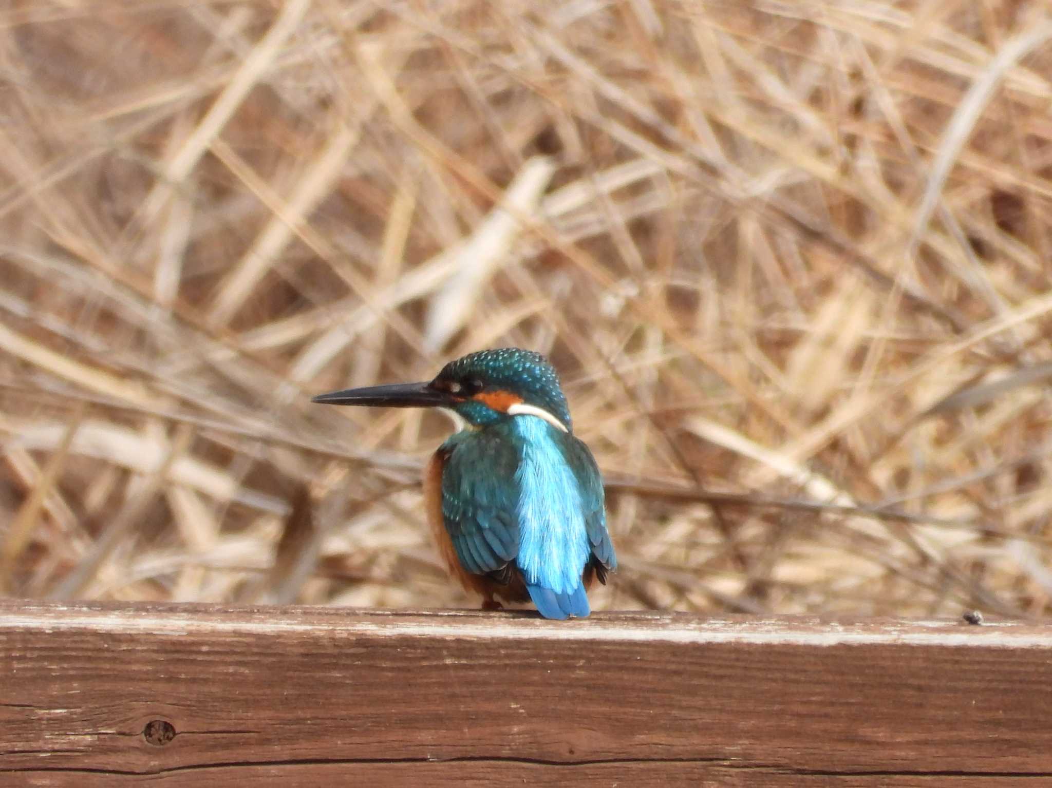 カワセミ