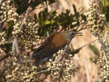 シロハラ 山口県立きらら浜自然観察公園 2023年1月27日(金)