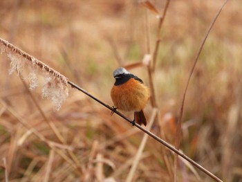 ジョウビタキ 山口県立きらら浜自然観察公園 2023年1月27日(金)