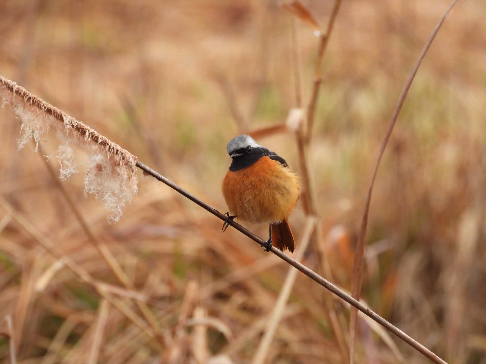 Daurian Redstart