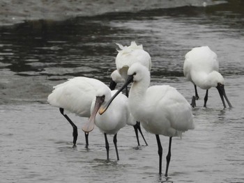 Fri, 1/27/2023 Birding report at 山口県立きらら浜自然観察公園