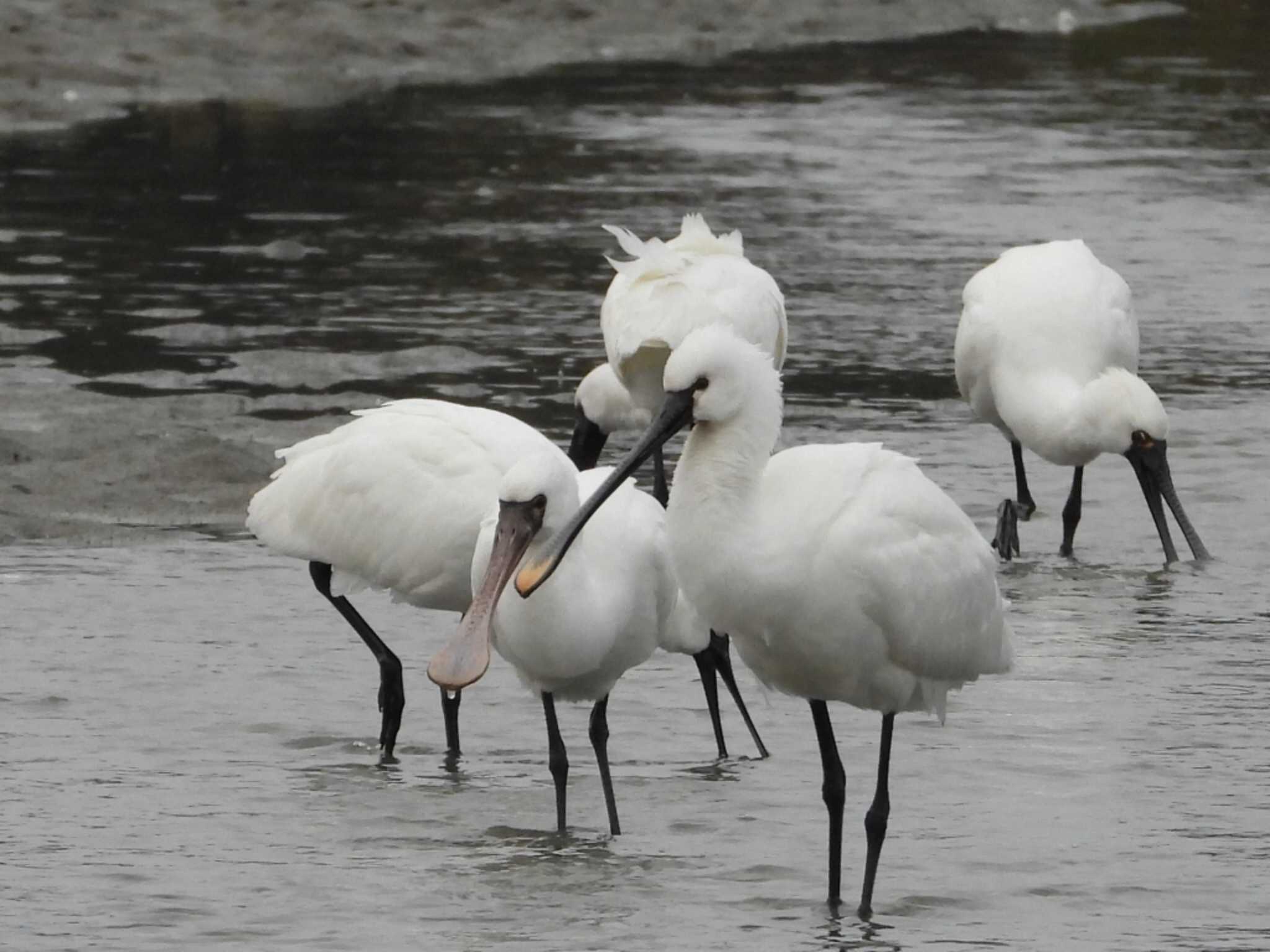 Eurasian Spoonbill