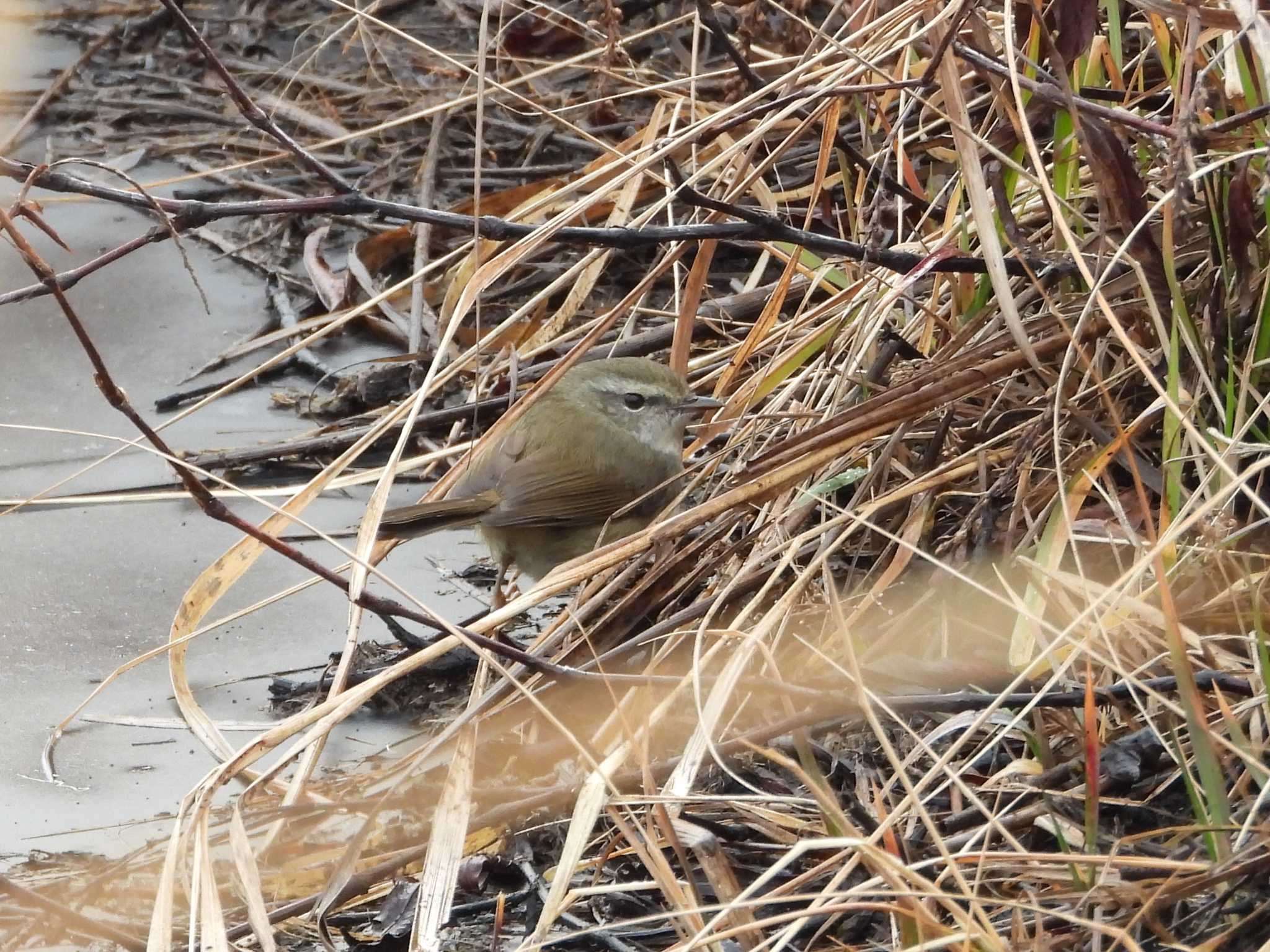 Japanese Bush Warbler