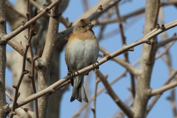 Brambling 北海道 函館市 東山 Mon, 4/9/2018