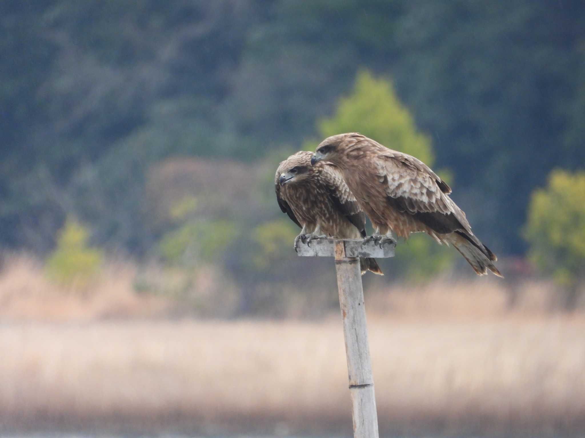 山口県立きらら浜自然観察公園 トビの写真 by アカウント6488