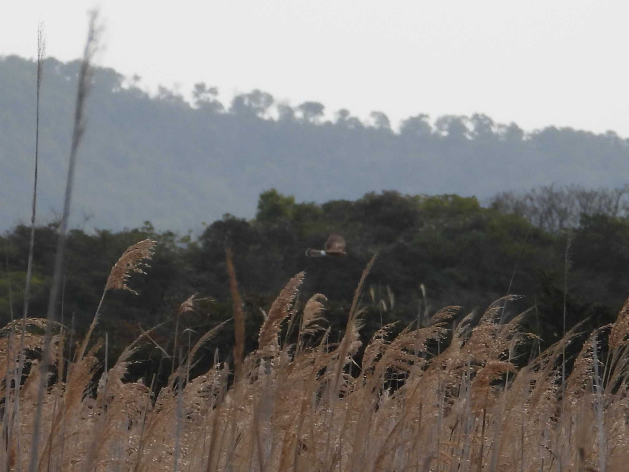 Photo of Hen Harrier at 山口県立きらら浜自然観察公園 by アカウント6488