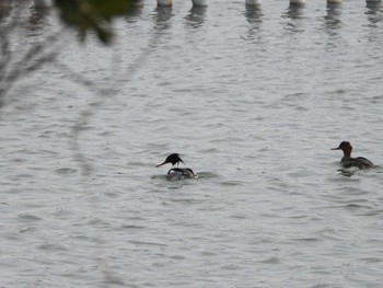 ウミアイサ 山口県立きらら浜自然観察公園 2023年1月27日(金)