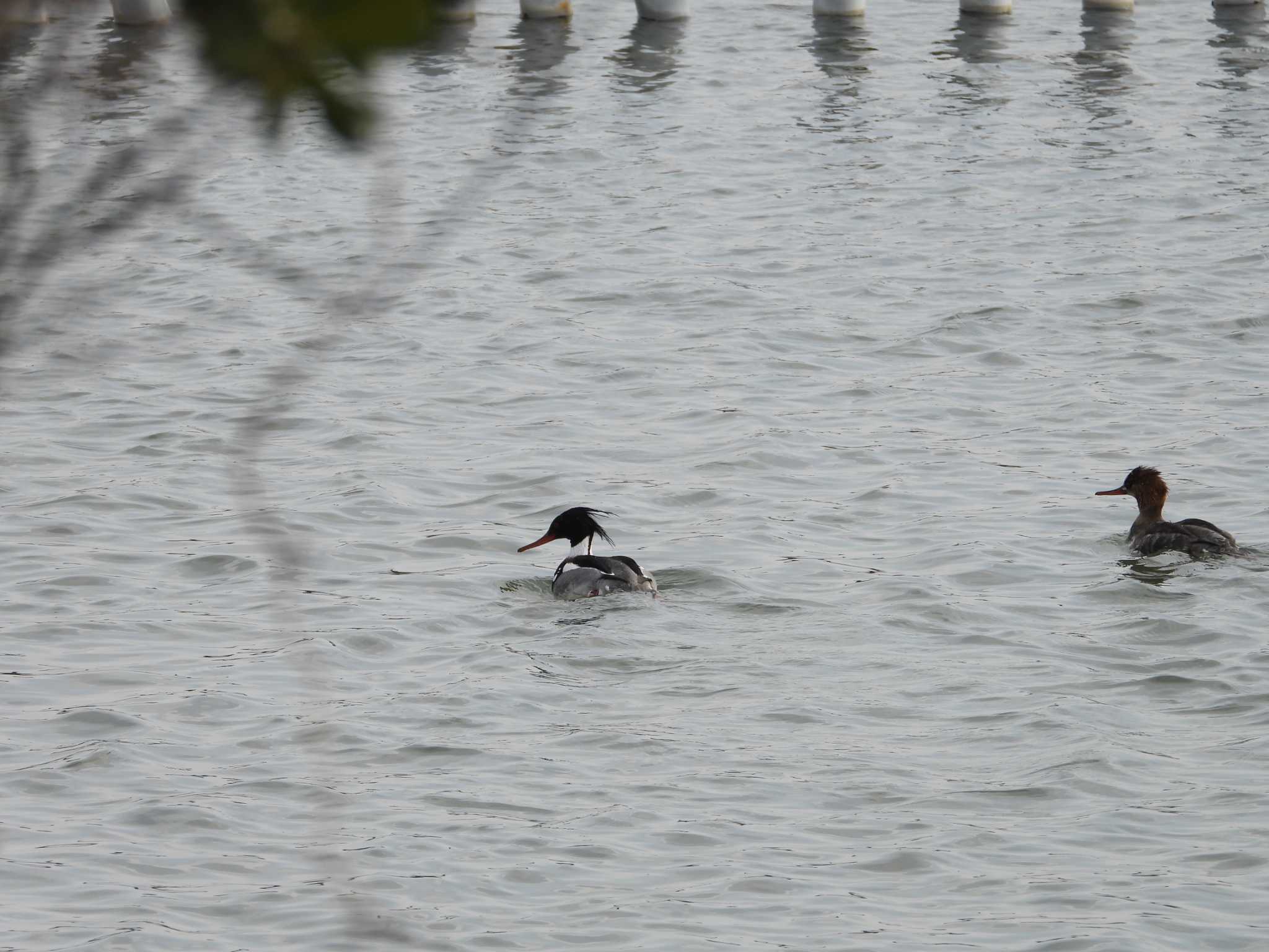 Red-breasted Merganser