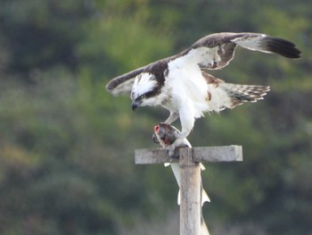 ミサゴ 山口県立きらら浜自然観察公園 2023年1月27日(金)