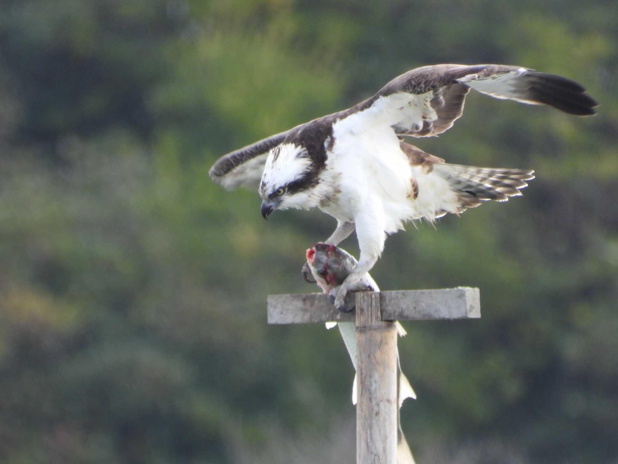 山口県立きらら浜自然観察公園 ミサゴの写真