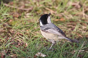 Coal Tit 北海道 函館市 東山 Mon, 4/9/2018