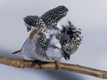 Crested Kingfisher(pallida)