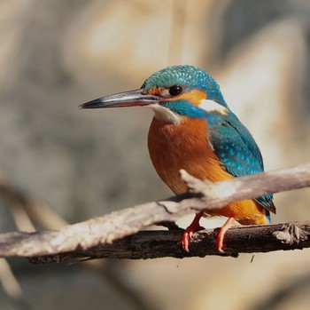 Common Kingfisher 国立科学博物館附属自然教育園 (港区, 東京) Sun, 1/29/2023