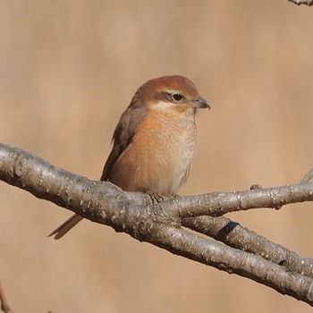 Bull-headed Shrike 国立科学博物館附属自然教育園 (港区, 東京) Sun, 1/29/2023