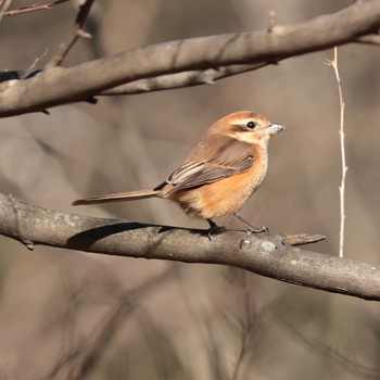 Bull-headed Shrike 国立科学博物館附属自然教育園 (港区, 東京) Sun, 1/29/2023