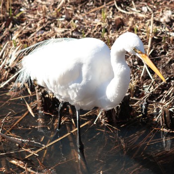 Medium Egret 国立科学博物館附属自然教育園 (港区, 東京) Sun, 1/29/2023