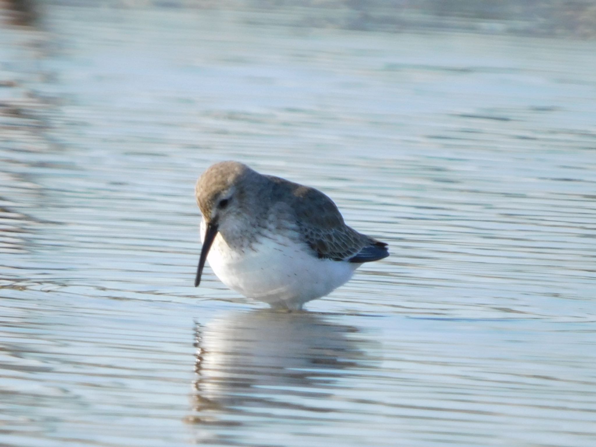 ふなばし三番瀬海浜公園 ハマシギの写真