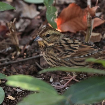 Masked Bunting 国立科学博物館附属自然教育園 (港区, 東京) Sun, 1/29/2023