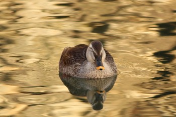 Eastern Spot-billed Duck 姫路城 Sun, 1/29/2023